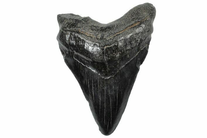 Fossil Megalodon Tooth - South Carolina #306263